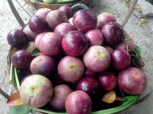 Vú sữa tím dễ bảo quản, vận chuyển xa được, nên rất được thị trường Campuchia ưa chuộng.