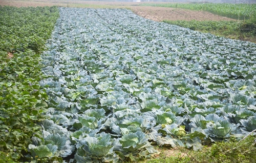 Vùng chuyên canh rau cải bắp ở xã Pom Lót. Vùng chuyên canh rau cải bắp ở xã Pom Lót.