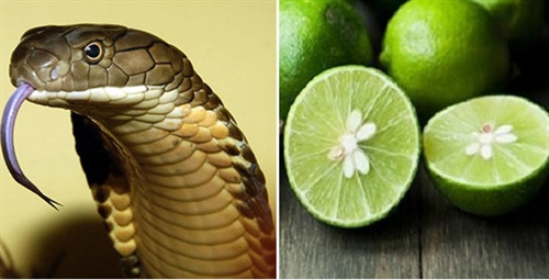 Hạt chanh có thể cứu người bị rắn cắn Hạt chanh có thể cứu người bị rắn cắn