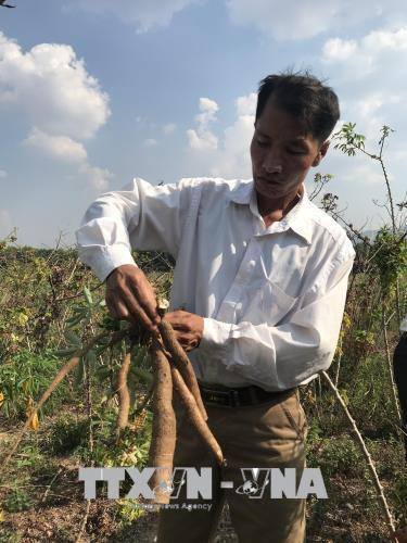Kiểm tra diện tích sắn bị bệnh ở xã Tân Cảnh, huyện Đăk Tô, tỉnh Kon Tum. Ảnh: Cao Nguyên - TTXVN Kiểm tra diện tích sắn bị bệnh ở xã Tân Cảnh, huyện Đăk Tô, tỉnh Kon Tum. Ảnh: Cao Nguyên - TTXVN