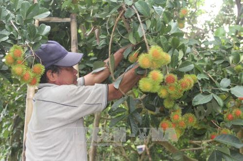 Bến Tre: Giá chôm chôm trái vụ tăng cao, nhà vườn phấn khởi. Ảnh: Công Trí - TTXVN Bến Tre: Giá chôm chôm trái vụ tăng cao, nhà vườn phấn khởi. Ảnh: Công Trí - TTXVN