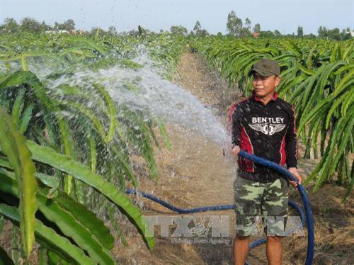 Huyện Gò Công Đông (Tiền Giang) chuyển đổi 21ha trồng lúa kém hiệu quả sang trồng thanh long ruột đỏ. Ảnh: Hồng Nhung - TTXVN Huyện Gò Công Đông (Tiền Giang) chuyển đổi 21ha trồng lúa kém hiệu quả sang trồng thanh long ruột đỏ. Ảnh: Hồng Nhung - TTXVN