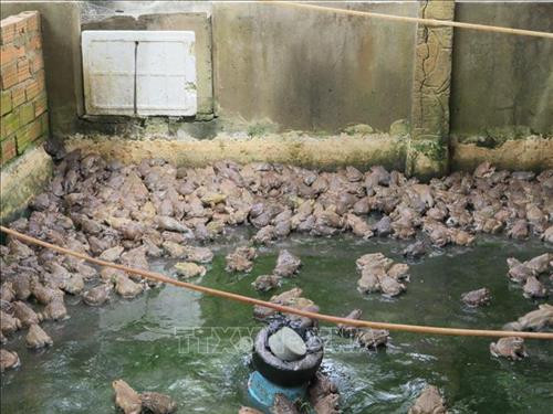 Ếch thương phẩm được nuôi trong bể xi măng. Ảnh: Phan Sáu -TTXVN