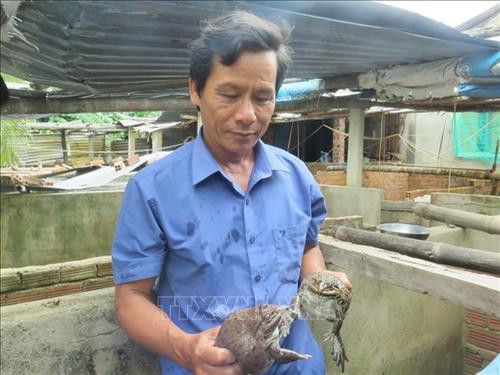 Ếch giống bố mẹ nặng trêm 300 gram. Ảnh: Phan Sáu -TTXVN