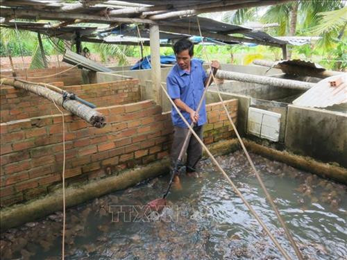 Anh Cao Văn Phương vệ sinh bể nuôi ếch thương phẩm. Ảnh: Phan Sáu -TTXVN