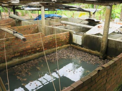 Một bể ếch thương phẩm của gia đình anh Cao Văn Phương. Ảnh: Phan Sáu -TTXVN