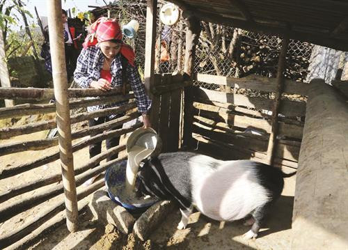 Gia đình chị Pờ Hu Pứ, người La Hủ ở xã Tá Bạ, huyện Mường Tè được vay 8 triệu đồng đầu tư nuôi lợn, bò sinh sản, cuộc sống đã ổn định hơn trước. Ảnh: Trần Việt Gia đình chị Pờ Hu Pứ, người La Hủ ở xã Tá Bạ, huyện Mường Tè được vay 8 triệu đồng đầu tư nuôi lợn, bò sinh sản, cuộc sống đã ổn định hơn trước. Ảnh: Trần Việt