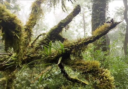 Vẻ đẹp hùng vĩ của rừng Tả Liên Sơn ảnh 2 Vẻ đẹp hùng vĩ của rừng Tả Liên Sơn ảnh 2