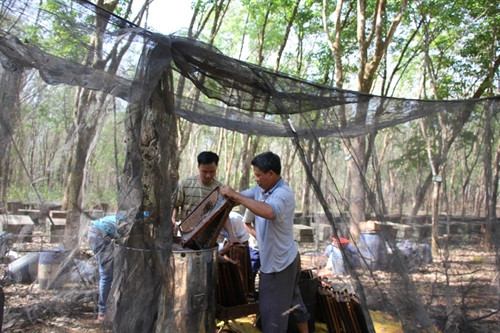 Khu vực quay mật được che lưới để tránh lá cây và côn trùng.