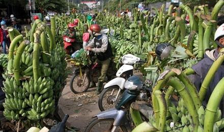 Chuối ở xã Tân Long được các thương lái thu mua. Ảnh : chuoicaymo.com Chuối ở xã Tân Long được các thương lái thu mua. Ảnh : chuoicaymo.com