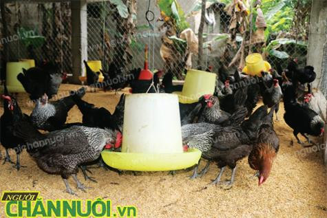 Nuôi gà trên nền đẹm lót sinh học giảm chi phí chăn nuôi. Ảnh: nguoichannuoi.vn