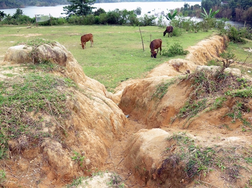Ruộng mới do Ban quản lý Dự án cấp cho dân không có nguồn nước tưới để sản xuất, trở thành bãi cỏ cho bò. Ảnh: Phước Ngọc-TTXVN Ruộng mới do Ban quản lý Dự án cấp cho dân không có nguồn nước tưới để sản xuất, trở thành bãi cỏ cho bò. Ảnh: Phước Ngọc-TTXVN