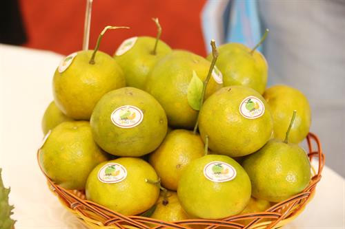 Hàng tháng, lượng trái cây mà Hà Nội phải nhập khẩu từ nước ngoài khoảng 7.800 tấn... ...phải nhập từ các tỉnh, thành trên cả nước khoảng 34.000 tấn.