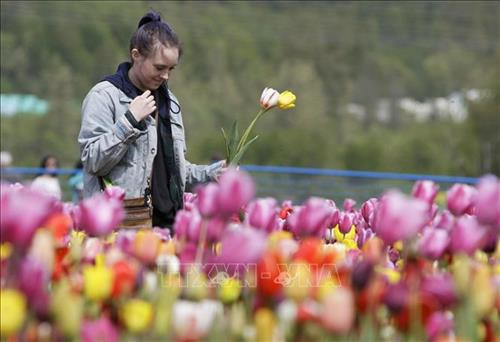 Du khách ngắm hoa Tulip tại Lễ hội Hoa Tulip thường niên ở Abbotsford, Canada ngày 26/4. Ảnh: THX/TTXVN Khách chụp ảnh lưu niệm tại Lễ hội Hoa Tulip ở Abbotsford, Canada, ngày 26/4. Ảnh: THX/TTXVN Du khách ngắm hoa Tulip tại Lễ hội Hoa Tulip thường niên ở Abbotsford, Canada ngày 26/4. Ảnh: THX/TTXVN Khách chụp ảnh lưu niệm tại Lễ hội Hoa Tulip ở Abbotsford, Canada, ngày 26/4. Ảnh: THX/TTXVN