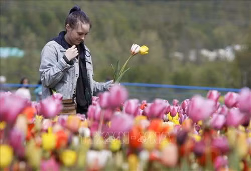 Du khách ngắm hoa Tulip tại Lễ hội Hoa Tulip thường niên ở Abbotsford, Canada ngày 26/4. Ảnh: THX/TTXVN Khách chụp ảnh lưu niệm tại Lễ hội Hoa Tulip ở Abbotsford, Canada, ngày 26/4. Ảnh: THX/TTXVN
