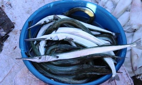 Điều thú vị về loài cá ăn ngon như cua ảnh 3