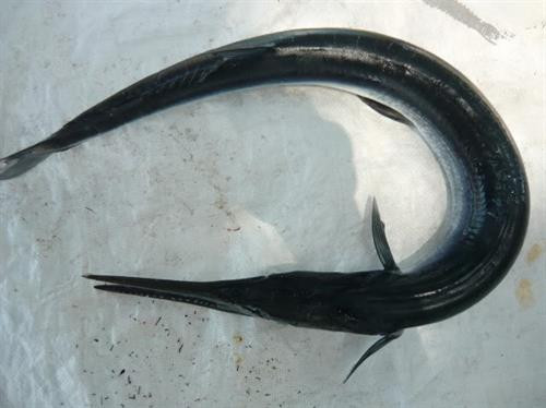 Điều thú vị về loài cá ăn ngon như cua ảnh 7