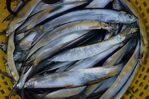 Điều thú vị về loài cá ăn ngon như cua ảnh 4