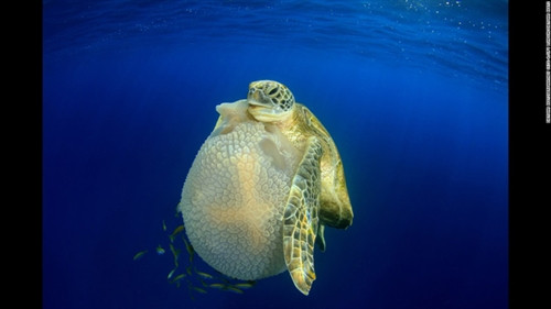 Những tuyệt phẩm dưới nước đạt giải năm 2016 ảnh 6