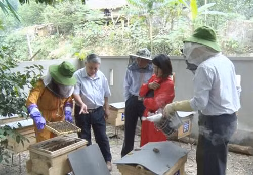 Hướng dẫn kỹ thuật nuôi ong. Ảnh: kinhtenongthon.vn