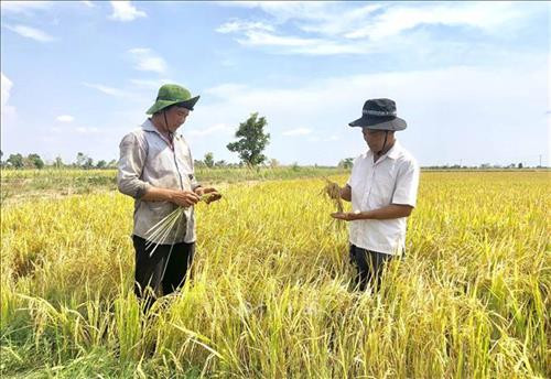 Cánh đồng trồng lúa của bà con nhân dân làng Ring, xã Ia Mơ. Ảnh: Dư Toán – TTXVN Cánh đồng trồng lúa của bà con nhân dân làng Ring, xã Ia Mơ. Ảnh: Dư Toán – TTXVN