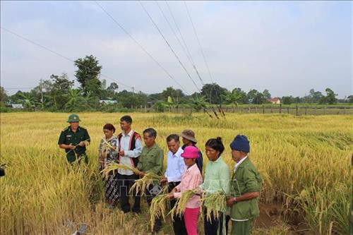 Chiến sỹ Đồn biên phòng Ia Mơ hướng dẫn bà con trồng lúa nước trên mô hình trình diễn. Ảnh: TTXVN Chiến sỹ Đồn biên phòng Ia Mơ hướng dẫn bà con trồng lúa nước trên mô hình trình diễn. Ảnh: TTXVN
