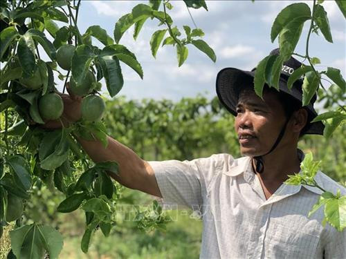 Mô hình trồng chanh dây của bà con xã Ia Mơ. Ảnh: Dư Toán – TTXVN Mô hình trồng chanh dây của bà con xã Ia Mơ. Ảnh: Dư Toán – TTXVN