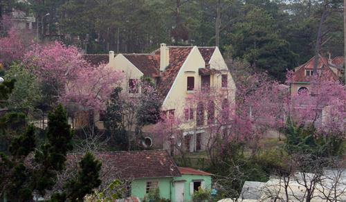 Mai anh đào hút khách du lịch lên phố núi Đà Lạt ảnh 1