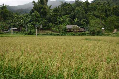 Những cánh đống lúa nếp chín vàng ở xã Tú Lệ, huyện Văn Chấn, Yên Bái. Những cánh đống lúa nếp chín vàng ở xã Tú Lệ, huyện Văn Chấn, Yên Bái.