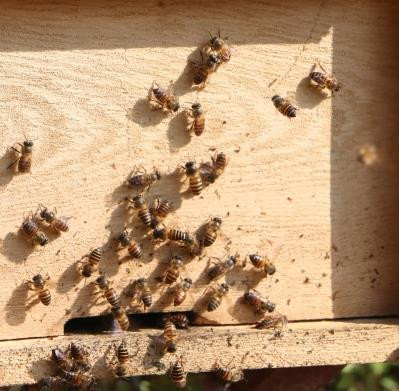 Nuôi ong khai thác mật là một nghề truyền thống có từ lâu đời của đồng bào các dân tộc trên địa bàn tỉnh Hà Giang