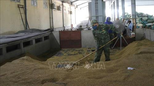 Đảo lúa cho lúa khô đều trong hệ thống sấy. Ảnh: Nguyên Lý-TTXVN Đảo lúa cho lúa khô đều trong hệ thống sấy. Ảnh: Nguyên Lý-TTXVN