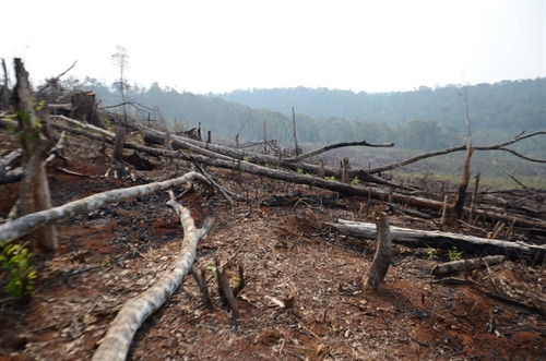 Cây cối bị đốn gãy ngổn ngang.