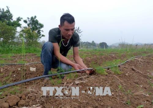 Anh Hoàng Anh Tuấn kiểm tra hệ thống tưới nước nhỏ giọt trên vườn măng tây. Ảnh: Quang Đán - TTXVN Anh Hoàng Anh Tuấn kiểm tra hệ thống tưới nước nhỏ giọt trên vườn măng tây. Ảnh: Quang Đán - TTXVN