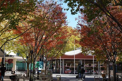 Những hàng cây lá đỏ trải dài thuộc quận Deakin, Canberra. Ảnh: Sao Băng - Pv TTXVN tại Australia Những hàng cây lá đỏ trong khu vực Nhà Quốc hội. Đạp xe hay tản bộ dưới tán cây lá đỏ, lấp lánh những tia nắng mặt trời sẽ là những trải nghiệm khó quên. Ảnh: Sao Băng - Pv TTXVN tại Australia Đường phố Canberra bừng sáng dưới nắng thu rực rỡ. Ảnh: Sao Băng - Pv TTXVN tại Australia Cây lá đổ vàng gần nhà Quốc hội Liên bang. Ảnh: Sao Băng - Pv TTXVN tại Australia Đường phố Canberra bừng sáng dưới nắng thu rực rỡ. Ảnh: Sao Băng - Pv TTXVN tại Australia Đường phố Canberra bừng sáng dưới nắng thu rực rỡ. Ảnh: Sao Băng - Pv TTXVN tại Australia Khu vực trung tâm Canberra nhuộm sắc đỏ. Ảnh: Sao Băng - Pv TTXVN tại Australia Những hàng cây lá đỏ trong khu vực Nhà Quốc hội. Đạp xe hay tản bộ dưới tán cây lá đỏ, lấp lánh những tia nắng mặt trời sẽ là những trải nghiệm khó quên. Tới Canberra mùa Thu, du khách khó có thể quên được một thủ đô tuy vắng nhưng đầy quyến rũ trong mùa thay lá. Ảnh: Sao Băng - Pv TTXVN tại Australia Hàng cây bên bờ hồ Burley Griffin chuyển lá vàng vào mùa Thu. Ảnh: Sao Băng - Pv TTXVN tại Australia Công viên Commonwealth sát bên hồ Burley Griffin. Tới đây vào mùa xuân tháng 9, du khách sẽ được thưởng ngoạn sắc hoa rực rỡ của Lễ hội hoa thường niên. Ảnh: Sao Băng - Pv TTXVN tại Australia Hàng cây bên bờ hồ Burley Griffin chuyển lá vàng vào mùa Thu. Ảnh: Sao Băng - Pv TTXVN tại Australia Hàng cây bên bờ hồ Burley Griffin chuyển lá đỏ vào mùa Thu. Khi mùa xuân tới sẽ nở hoa trắng tinh trước khi lá non xanh đâm chồi. Ảnh: Sao Băng - Pv TTXVN tại Australia Hàng cây bên bờ hồ Burley Griffin chuyển lá đỏ vào mùa Thu. Khi mùa xuân tới sẽ nở hoa trắng tinh trước khi lá non xanh đâm chồi. Ảnh: Sao Băng - Pv TTXVN tại Australia Những hàng cây lá đỏ trải dài thuộc quận Deakin, Canberra. Ảnh: Sao Băng - Pv TTXVN tại Australia Những hàng cây lá đỏ trong khu vực Nhà Quốc hội. Đạp xe hay tản bộ dưới tán cây lá đỏ, lấp lánh những tia nắng mặt trời sẽ là những trải nghiệm khó quên. Ảnh: Sao Băng - Pv TTXVN tại Australia Đường phố Canberra bừng sáng dưới nắng thu rực rỡ. Ảnh: Sao Băng - Pv TTXVN tại Australia Cây lá đổ vàng gần nhà Quốc hội Liên bang. Ảnh: Sao Băng - Pv TTXVN tại Australia Đường phố Canberra bừng sáng dưới nắng thu rực rỡ. Ảnh: Sao Băng - Pv TTXVN tại Australia Đường phố Canberra bừng sáng dưới nắng thu rực rỡ. Ảnh: Sao Băng - Pv TTXVN tại Australia Khu vực trung tâm Canberra nhuộm sắc đỏ. Ảnh: Sao Băng - Pv TTXVN tại Australia Những hàng cây lá đỏ trong khu vực Nhà Quốc hội. Đạp xe hay tản bộ dưới tán cây lá đỏ, lấp lánh những tia nắng mặt trời sẽ là những trải nghiệm khó quên. Tới Canberra mùa Thu, du khách khó có thể quên được một thủ đô tuy vắng nhưng đầy quyến rũ trong mùa thay lá. Ảnh: Sao Băng - Pv TTXVN tại Australia Hàng cây bên bờ hồ Burley Griffin chuyển lá vàng vào mùa Thu. Ảnh: Sao Băng - Pv TTXVN tại Australia Công viên Commonwealth sát bên hồ Burley Griffin. Tới đây vào mùa xuân tháng 9, du khách sẽ được thưởng ngoạn sắc hoa rực rỡ của Lễ hội hoa thường niên. Ảnh: Sao Băng - Pv TTXVN tại Australia Hàng cây bên bờ hồ Burley Griffin chuyển lá vàng vào mùa Thu. Ảnh: Sao Băng - Pv TTXVN tại Australia Hàng cây bên bờ hồ Burley Griffin chuyển lá đỏ vào mùa Thu. Khi mùa xuân tới sẽ nở hoa trắng tinh trước khi lá non xanh đâm chồi. Ảnh: Sao Băng - Pv TTXVN tại Australia Hàng cây bên bờ hồ Burley Griffin chuyển lá đỏ vào mùa Thu. Khi mùa xuân tới sẽ nở hoa trắng tinh trước khi lá non xanh đâm chồi. Ảnh: Sao Băng - Pv TTXVN tại Australia