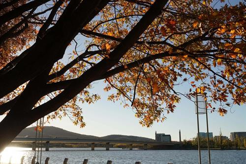 Những hàng cây lá đỏ trải dài thuộc quận Deakin, Canberra. Ảnh: Sao Băng - Pv TTXVN tại Australia Những hàng cây lá đỏ trong khu vực Nhà Quốc hội. Đạp xe hay tản bộ dưới tán cây lá đỏ, lấp lánh những tia nắng mặt trời sẽ là những trải nghiệm khó quên. Ảnh: Sao Băng - Pv TTXVN tại Australia Đường phố Canberra bừng sáng dưới nắng thu rực rỡ. Ảnh: Sao Băng - Pv TTXVN tại Australia Cây lá đổ vàng gần nhà Quốc hội Liên bang. Ảnh: Sao Băng - Pv TTXVN tại Australia Đường phố Canberra bừng sáng dưới nắng thu rực rỡ. Ảnh: Sao Băng - Pv TTXVN tại Australia Đường phố Canberra bừng sáng dưới nắng thu rực rỡ. Ảnh: Sao Băng - Pv TTXVN tại Australia Khu vực trung tâm Canberra nhuộm sắc đỏ. Ảnh: Sao Băng - Pv TTXVN tại Australia Những hàng cây lá đỏ trong khu vực Nhà Quốc hội. Đạp xe hay tản bộ dưới tán cây lá đỏ, lấp lánh những tia nắng mặt trời sẽ là những trải nghiệm khó quên. Tới Canberra mùa Thu, du khách khó có thể quên được một thủ đô tuy vắng nhưng đầy quyến rũ trong mùa thay lá. Ảnh: Sao Băng - Pv TTXVN tại Australia Hàng cây bên bờ hồ Burley Griffin chuyển lá vàng vào mùa Thu. Ảnh: Sao Băng - Pv TTXVN tại Australia Công viên Commonwealth sát bên hồ Burley Griffin. Tới đây vào mùa xuân tháng 9, du khách sẽ được thưởng ngoạn sắc hoa rực rỡ của Lễ hội hoa thường niên. Ảnh: Sao Băng - Pv TTXVN tại Australia Hàng cây bên bờ hồ Burley Griffin chuyển lá vàng vào mùa Thu. Ảnh: Sao Băng - Pv TTXVN tại Australia Hàng cây bên bờ hồ Burley Griffin chuyển lá đỏ vào mùa Thu. Khi mùa xuân tới sẽ nở hoa trắng tinh trước khi lá non xanh đâm chồi. Ảnh: Sao Băng - Pv TTXVN tại Australia Hàng cây bên bờ hồ Burley Griffin chuyển lá đỏ vào mùa Thu. Khi mùa xuân tới sẽ nở hoa trắng tinh trước khi lá non xanh đâm chồi. Ảnh: Sao Băng - Pv TTXVN tại Australia