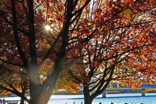 Những hàng cây lá đỏ trải dài thuộc quận Deakin, Canberra. Ảnh: Sao Băng - Pv TTXVN tại Australia Những hàng cây lá đỏ trong khu vực Nhà Quốc hội. Đạp xe hay tản bộ dưới tán cây lá đỏ, lấp lánh những tia nắng mặt trời sẽ là những trải nghiệm khó quên. Ảnh: Sao Băng - Pv TTXVN tại Australia Đường phố Canberra bừng sáng dưới nắng thu rực rỡ. Ảnh: Sao Băng - Pv TTXVN tại Australia Cây lá đổ vàng gần nhà Quốc hội Liên bang. Ảnh: Sao Băng - Pv TTXVN tại Australia Đường phố Canberra bừng sáng dưới nắng thu rực rỡ. Ảnh: Sao Băng - Pv TTXVN tại Australia Đường phố Canberra bừng sáng dưới nắng thu rực rỡ. Ảnh: Sao Băng - Pv TTXVN tại Australia Khu vực trung tâm Canberra nhuộm sắc đỏ. Ảnh: Sao Băng - Pv TTXVN tại Australia Những hàng cây lá đỏ trong khu vực Nhà Quốc hội. Đạp xe hay tản bộ dưới tán cây lá đỏ, lấp lánh những tia nắng mặt trời sẽ là những trải nghiệm khó quên. Tới Canberra mùa Thu, du khách khó có thể quên được một thủ đô tuy vắng nhưng đầy quyến rũ trong mùa thay lá. Ảnh: Sao Băng - Pv TTXVN tại Australia Hàng cây bên bờ hồ Burley Griffin chuyển lá vàng vào mùa Thu. Ảnh: Sao Băng - Pv TTXVN tại Australia Công viên Commonwealth sát bên hồ Burley Griffin. Tới đây vào mùa xuân tháng 9, du khách sẽ được thưởng ngoạn sắc hoa rực rỡ của Lễ hội hoa thường niên. Ảnh: Sao Băng - Pv TTXVN tại Australia Hàng cây bên bờ hồ Burley Griffin chuyển lá vàng vào mùa Thu. Ảnh: Sao Băng - Pv TTXVN tại Australia Hàng cây bên bờ hồ Burley Griffin chuyển lá đỏ vào mùa Thu. Khi mùa xuân tới sẽ nở hoa trắng tinh trước khi lá non xanh đâm chồi. Ảnh: Sao Băng - Pv TTXVN tại Australia Hàng cây bên bờ hồ Burley Griffin chuyển lá đỏ vào mùa Thu. Khi mùa xuân tới sẽ nở hoa trắng tinh trước khi lá non xanh đâm chồi. Ảnh: Sao Băng - Pv TTXVN tại Australia Những hàng cây lá đỏ trải dài thuộc quận Deakin, Canberra. Ảnh: Sao Băng - Pv TTXVN tại Australia Những hàng cây lá đỏ trong khu vực Nhà Quốc hội. Đạp xe hay tản bộ dưới tán cây lá đỏ, lấp lánh những tia nắng mặt trời sẽ là những trải nghiệm khó quên. Ảnh: Sao Băng - Pv TTXVN tại Australia Đường phố Canberra bừng sáng dưới nắng thu rực rỡ. Ảnh: Sao Băng - Pv TTXVN tại Australia Cây lá đổ vàng gần nhà Quốc hội Liên bang. Ảnh: Sao Băng - Pv TTXVN tại Australia Đường phố Canberra bừng sáng dưới nắng thu rực rỡ. Ảnh: Sao Băng - Pv TTXVN tại Australia Đường phố Canberra bừng sáng dưới nắng thu rực rỡ. Ảnh: Sao Băng - Pv TTXVN tại Australia Khu vực trung tâm Canberra nhuộm sắc đỏ. Ảnh: Sao Băng - Pv TTXVN tại Australia Những hàng cây lá đỏ trong khu vực Nhà Quốc hội. Đạp xe hay tản bộ dưới tán cây lá đỏ, lấp lánh những tia nắng mặt trời sẽ là những trải nghiệm khó quên. Tới Canberra mùa Thu, du khách khó có thể quên được một thủ đô tuy vắng nhưng đầy quyến rũ trong mùa thay lá. Ảnh: Sao Băng - Pv TTXVN tại Australia Hàng cây bên bờ hồ Burley Griffin chuyển lá vàng vào mùa Thu. Ảnh: Sao Băng - Pv TTXVN tại Australia Công viên Commonwealth sát bên hồ Burley Griffin. Tới đây vào mùa xuân tháng 9, du khách sẽ được thưởng ngoạn sắc hoa rực rỡ của Lễ hội hoa thường niên. Ảnh: Sao Băng - Pv TTXVN tại Australia Hàng cây bên bờ hồ Burley Griffin chuyển lá vàng vào mùa Thu. Ảnh: Sao Băng - Pv TTXVN tại Australia Hàng cây bên bờ hồ Burley Griffin chuyển lá đỏ vào mùa Thu. Khi mùa xuân tới sẽ nở hoa trắng tinh trước khi lá non xanh đâm chồi. Ảnh: Sao Băng - Pv TTXVN tại Australia Hàng cây bên bờ hồ Burley Griffin chuyển lá đỏ vào mùa Thu. Khi mùa xuân tới sẽ nở hoa trắng tinh trước khi lá non xanh đâm chồi. Ảnh: Sao Băng - Pv TTXVN tại Australia