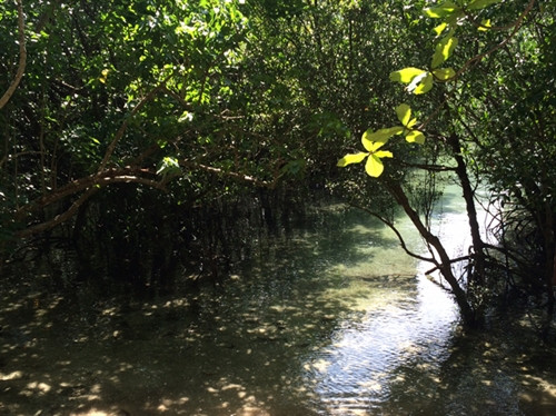 Đến Côn Đảo xem rùa đẻ trứng ảnh 1