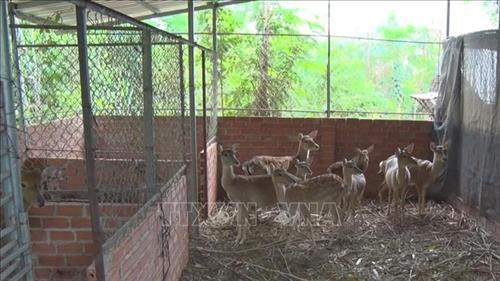 Mô hình nuôi hươu lấy nhung tại xã Tân Tiến, huyện Bù Đốp, tỉnh Bình Phước. Ảnh: K GỬIH -TTXVN Mô hình nuôi hươu lấy nhung tại xã Tân Tiến, huyện Bù Đốp, tỉnh Bình Phước. Ảnh: K GỬIH -TTXVN