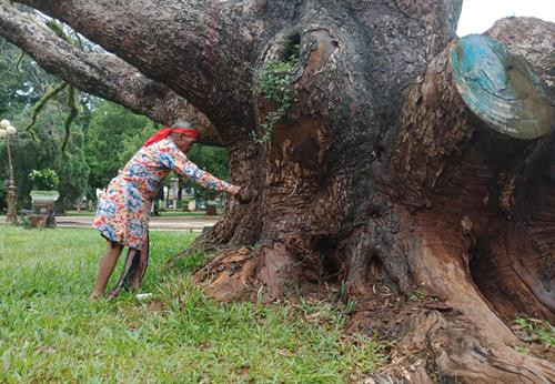 Thầy cúng rót rượu và rải chén gạo quanh gốc cây Thầy cúng rót rượu và rải chén gạo quanh gốc cây