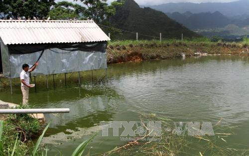 Anh Thào Văn Hoan, dân tộc Giấy ở xã Sang Thàng (Lai Châu) đào ao nuôi cá, mỗi năm cho thu nhập gần 100 triệu đồng. Ảnh: Việt Hoàng – TTXVN Anh Thào Văn Hoan, dân tộc Giấy ở xã Sang Thàng (Lai Châu) đào ao nuôi cá, mỗi năm cho thu nhập gần 100 triệu đồng. Ảnh: Việt Hoàng – TTXVN