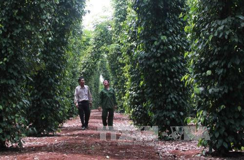 Trồng hồ tiêu trên cây muồng giúp tiêu phát triển tốt hơn, cho năng suất cao hơn. Ảnh: Phạm Cường-TTXVN Trồng hồ tiêu trên cây muồng giúp tiêu phát triển tốt hơn, cho năng suất cao hơn. Ảnh: Phạm Cường-TTXVN