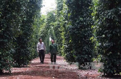 Trồng hồ tiêu trên cây muồng giúp tiêu phát triển tốt hơn, cho năng suất cao hơn. Ảnh: Phạm Cường-TTXVN