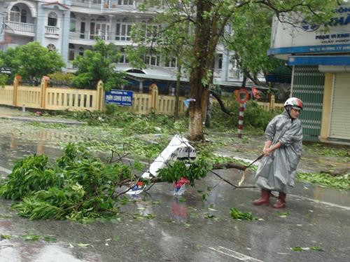 Dọn dẹp cây đỗ, gãy sau bão. Ảnh: Đức Thọ - TTXVN