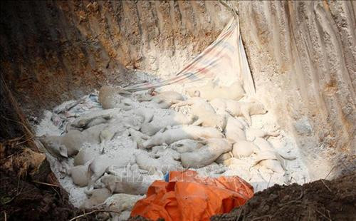 Chôn lấp tiêu hủy toàn bộ lơn mắc bệnh dịch ở xã Bình Dương. Ảnh: TTXVN Chôn lấp tiêu hủy toàn bộ lơn mắc bệnh dịch ở xã Bình Dương. Ảnh: TTXVN