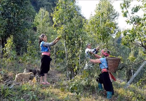 Chị Sùng Thị Dinh cùng gia đình thu hái chè để bán, đây cũng là một trong những nguồn cho thu nhập bình quân hàng chục triệu đồng/năm. Ảnh: Quý Trung - TTXVN