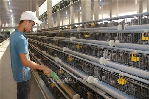 Trang trại nuôi chim cút Nguyễn Ngọc tại ấp Phước Lăng, xã Tam Phước (Long Điền, Bà Rịa-Vũng Tàu). Ảnh: Hoàng Nhị - TTXVN Trang trại nuôi chim cút Nguyễn Ngọc tại ấp Phước Lăng, xã Tam Phước (Long Điền, Bà Rịa-Vũng Tàu). Ảnh: Hoàng Nhị - TTXVN