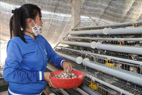 Thu hoạch trứng chim cút tại trang trại Nguyễn Ngọc, ấp Phước Lăng, xã Tam Phước (Long Điền, Bà Rịa-Vũng Tàu). Ảnh: Hoàng Nhị - TTXVN Thu hoạch trứng chim cút tại trang trại Nguyễn Ngọc, ấp Phước Lăng, xã Tam Phước (Long Điền, Bà Rịa-Vũng Tàu). Ảnh: Hoàng Nhị - TTXVN