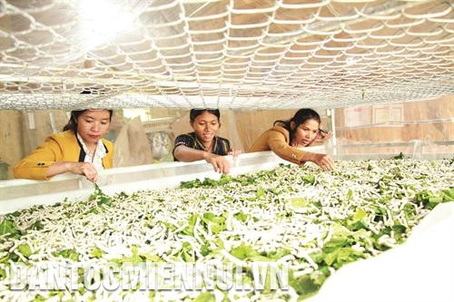 Thông qua Hội Liên hiệp Phụ nữ huyện Đam Rông, hộ gia đình chị Cil Sắc Ly ở thôn Đa La, xã Đạ M’Rông được vay vốn 40 triệu đồng để học nghề trồng dâu nuôi tằm. Ảnh: Đặng Tuấn