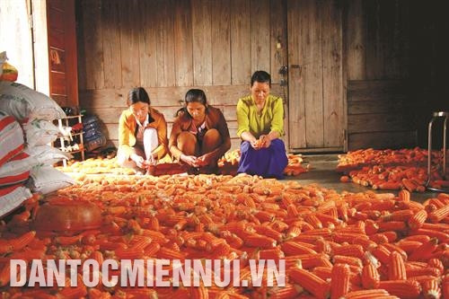 Hội Liên hiệp phụ nữ huyện Đam Rông đã giúp nhiều hội viên là người dân tộc thiểu số thoát nghèo, ổn định cuộc sống. Ảnh: Đặng Tuấn