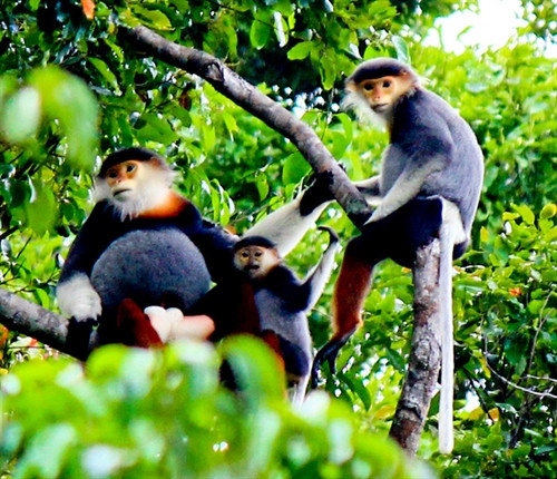 Voọc thường sống theo bầy, nhưng khi kiếm ăn, chúng thường đi theo cặp. Nguồn ảnh: baoquangnam